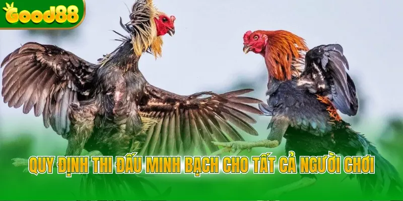 Quy định thi đấu minh bạch cho tất cả người chơi 